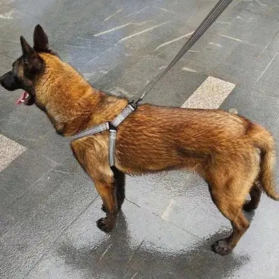 zippy-optimized:cmpvhgdsm0fp0ku2v5t8at33a