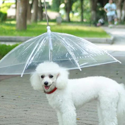 parapluie-chien-snowdog-avec-un-chien-blanc