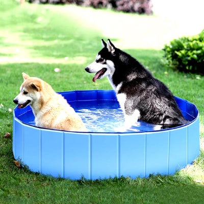 Piscine pour chien avec deux chiens