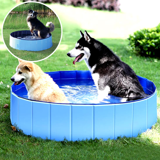 piscine-pour-chien-bleu-avec-deux-chiens