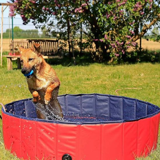 piscine-pour-chien-saut-dans-la-piscine