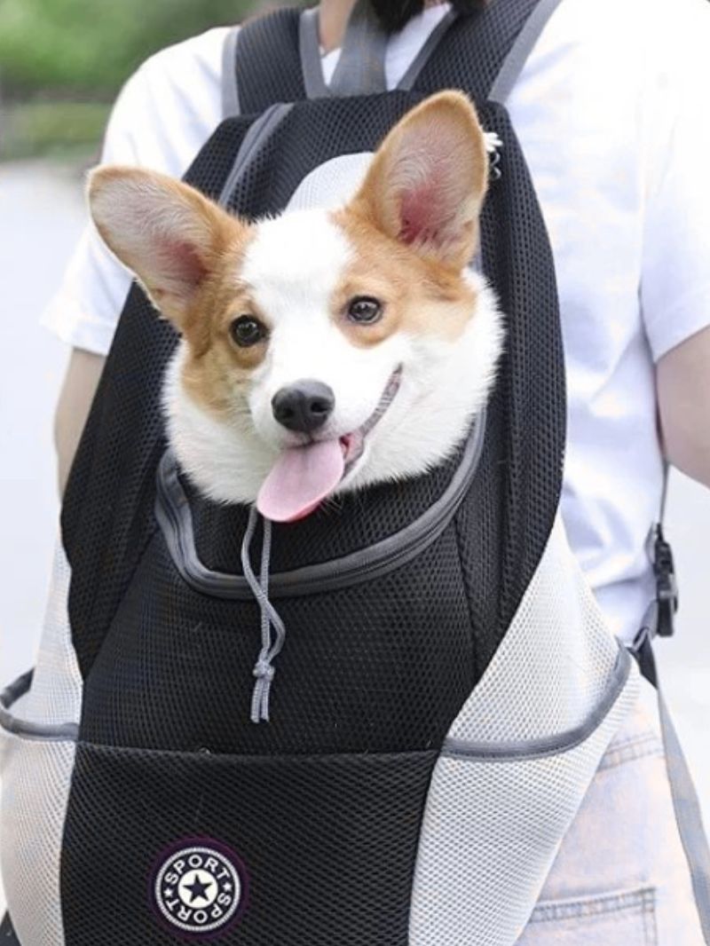 sac-a-dos-chien-backpackdog-sac-noir-chien