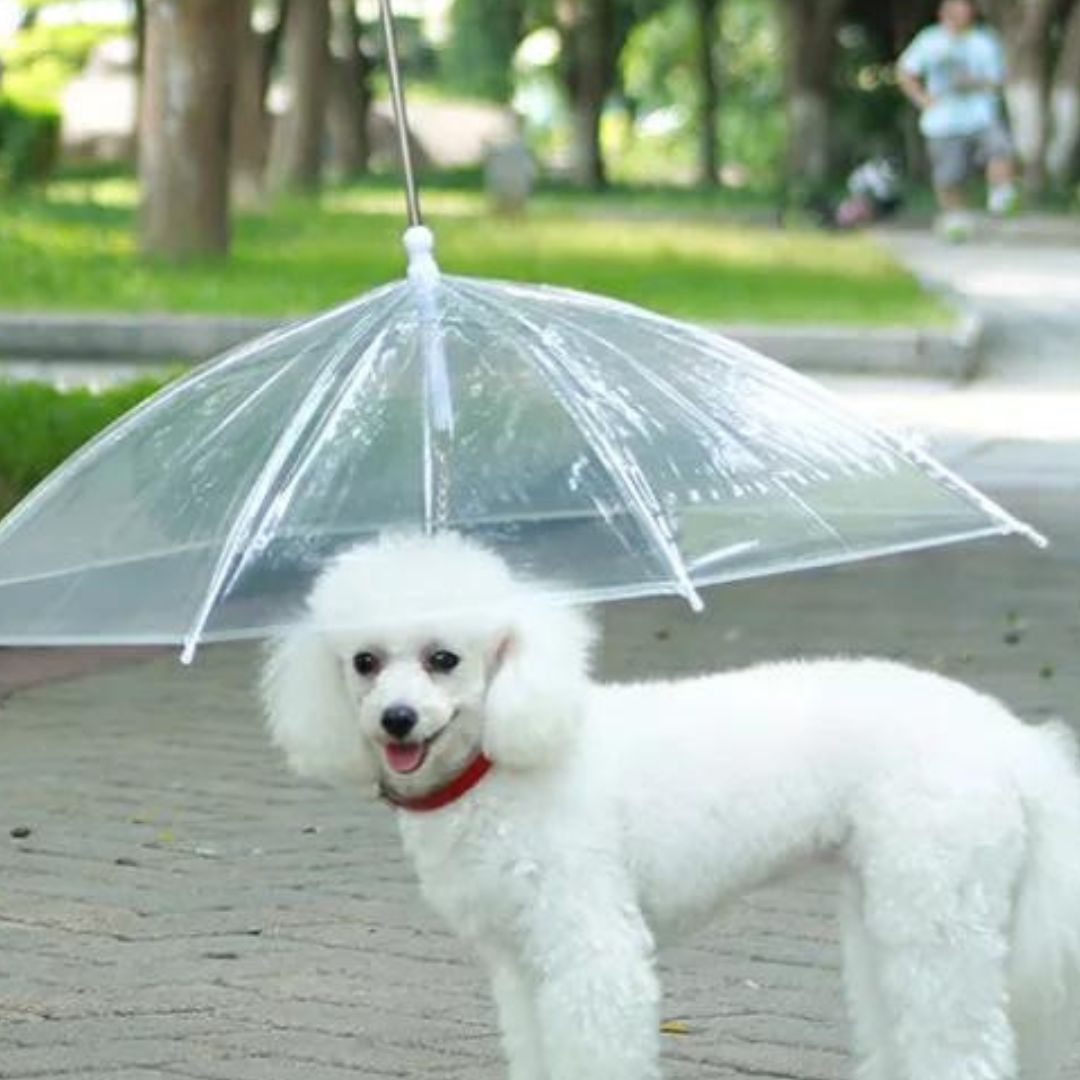 SnowDog™ - Parapluie pour votre chien - Chien trop content