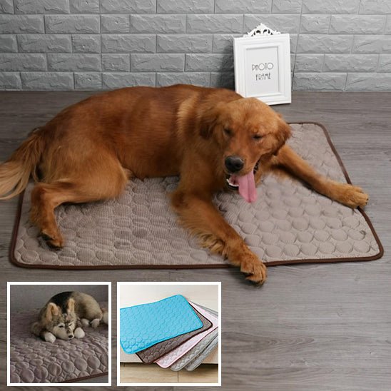 tapis-xxl-pour-chien-dogcarpet-tapis-plusieurs-couleurs-chien