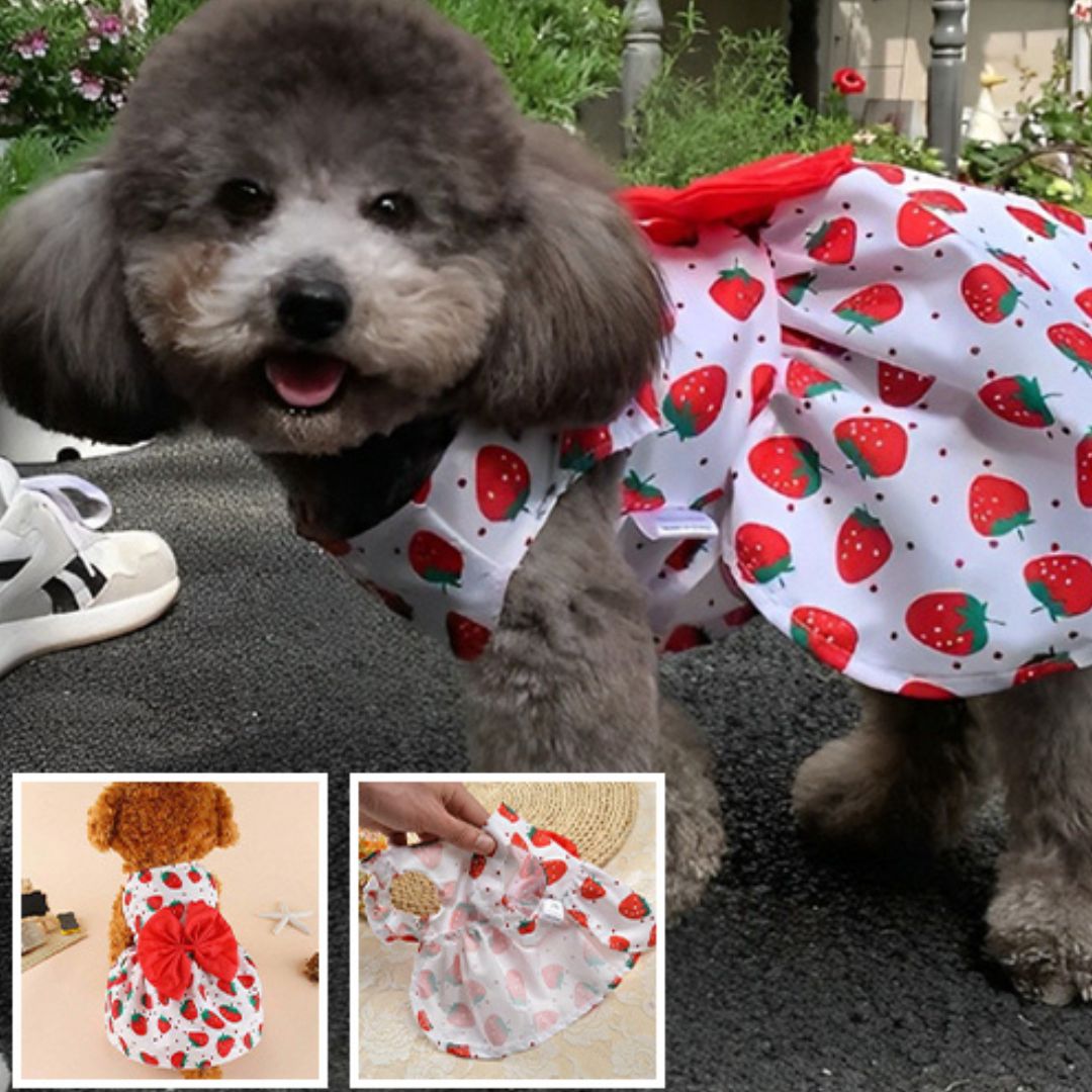 vetement-pour-chien-dogthes-chien-gris