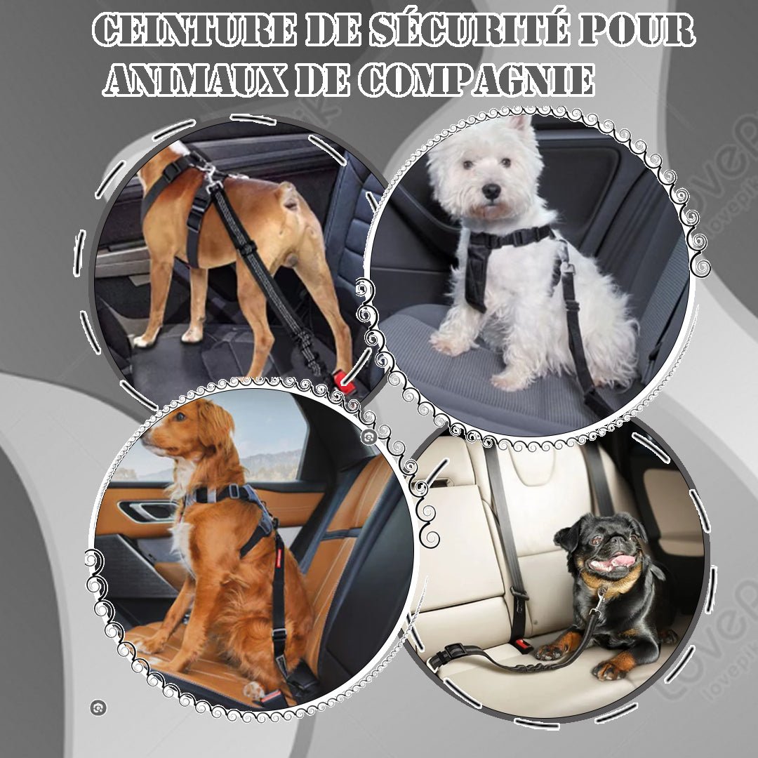 Laisse et ceinture de sécurité pour chien - Chien - Animal.Compagnie