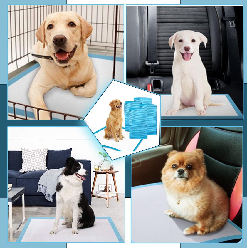 couche-absorbante-absorlayer-cinq-chiens