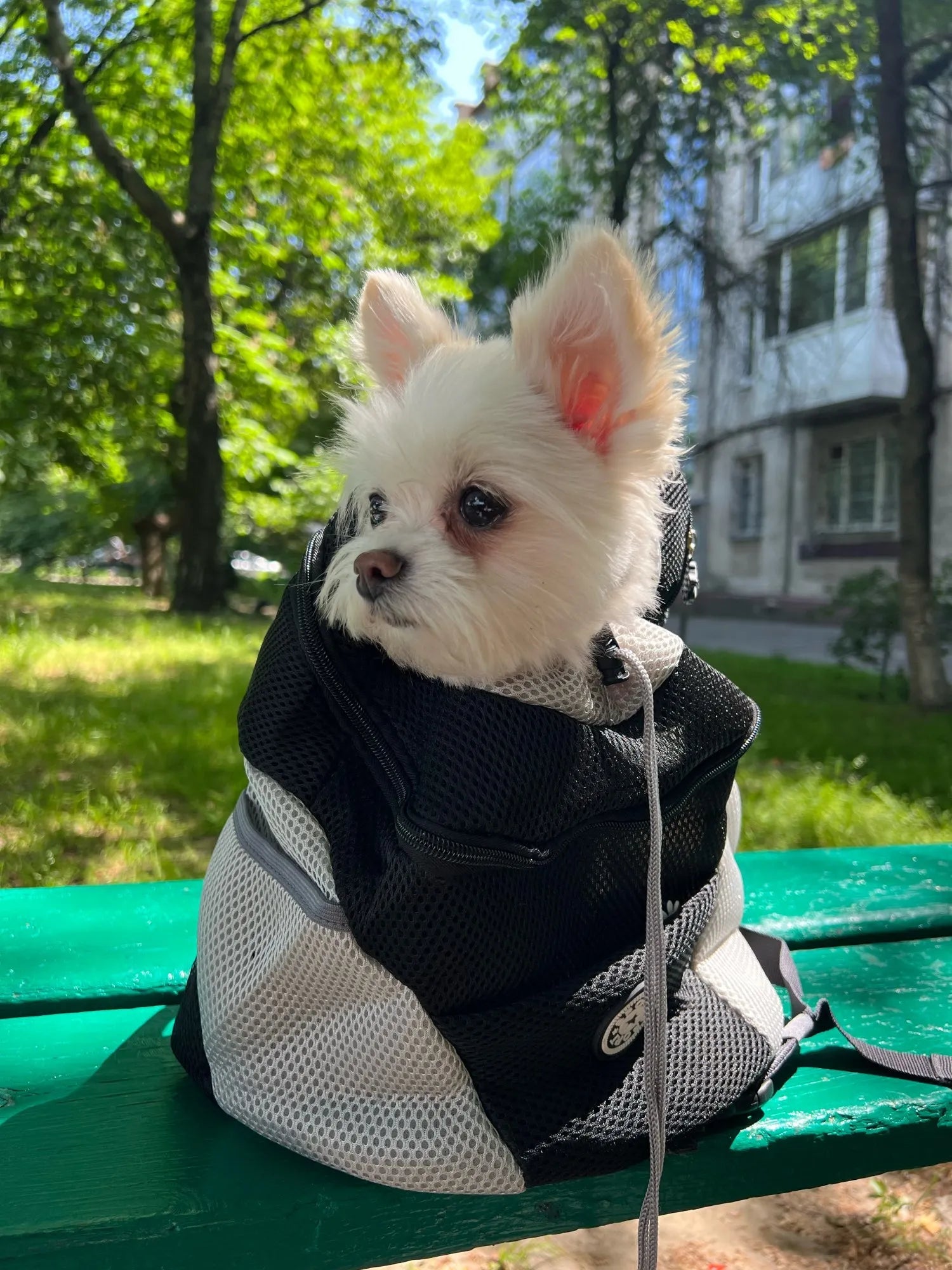 sac-a-dos-chien-backpackdog-sac-noir-chien-blanc